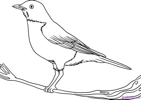 drawing pictures of birds free download